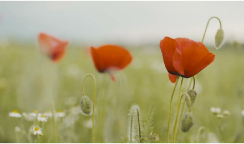 Remembrance: Church leaders reflect in special video message